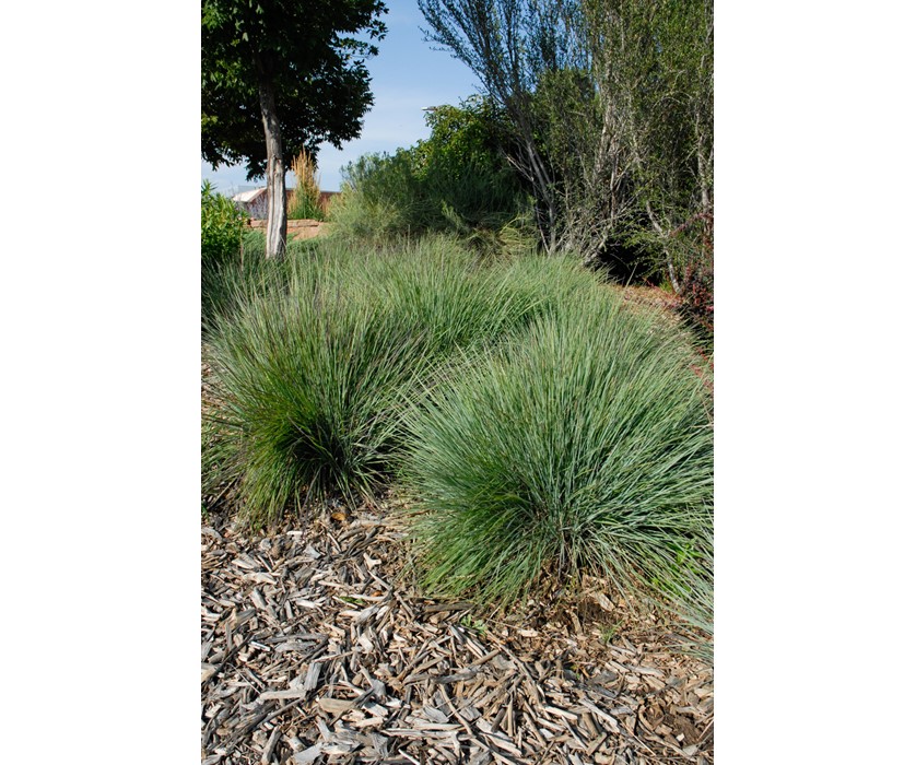 Blue Heaven Little Bluestem